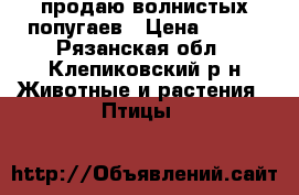 продаю волнистых попугаев › Цена ­ 500 - Рязанская обл., Клепиковский р-н Животные и растения » Птицы   